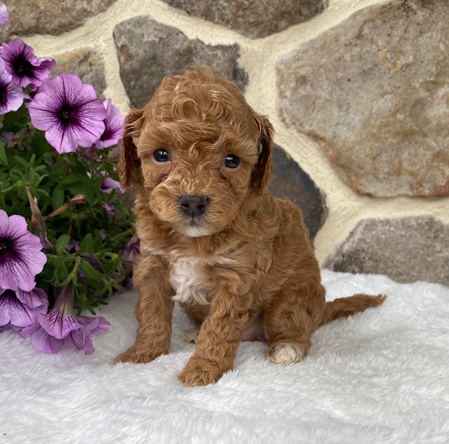 cavapoo puppies pa