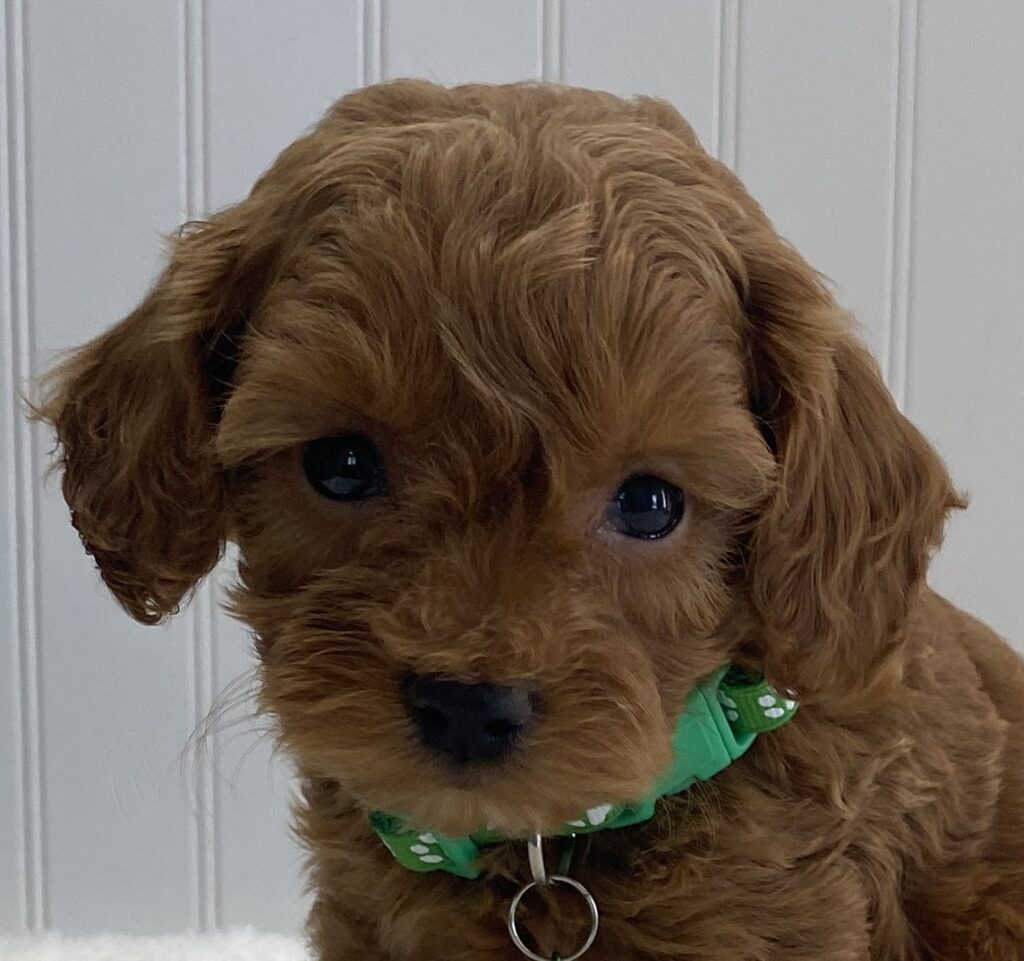 cavapoo puppy red