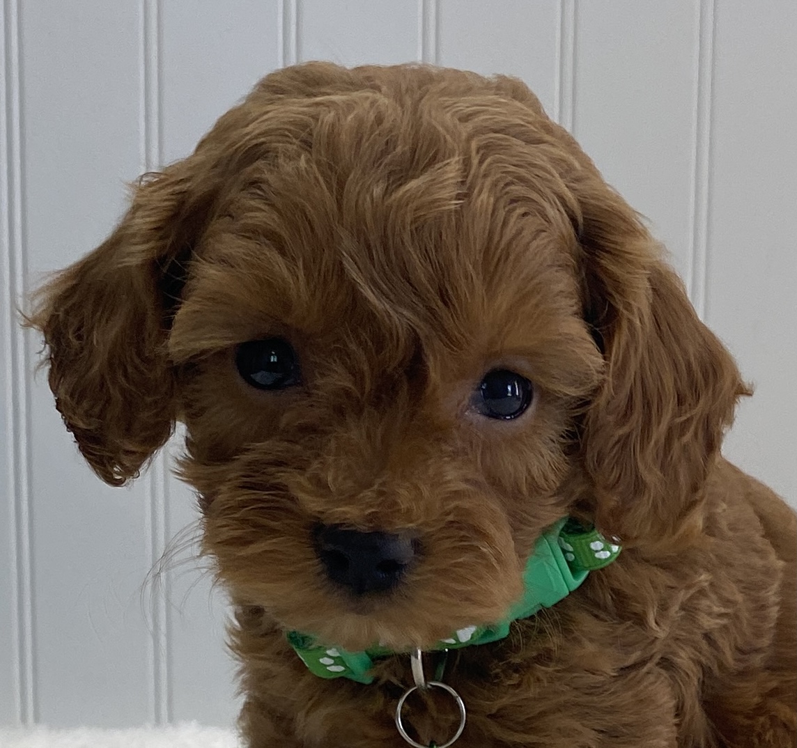cavapoo puppy red