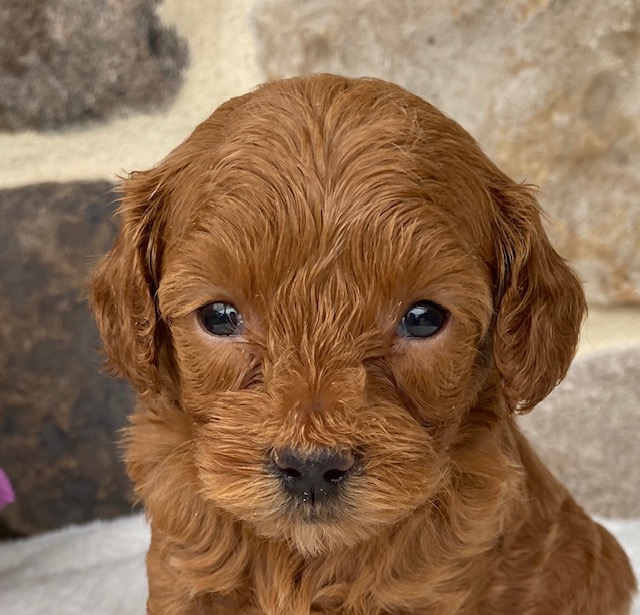 cavapoo puppy