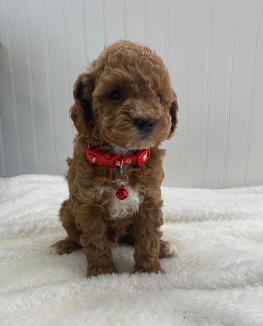 f1b cavapoo