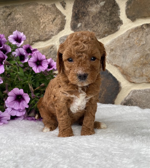 mini cavapoo puppies