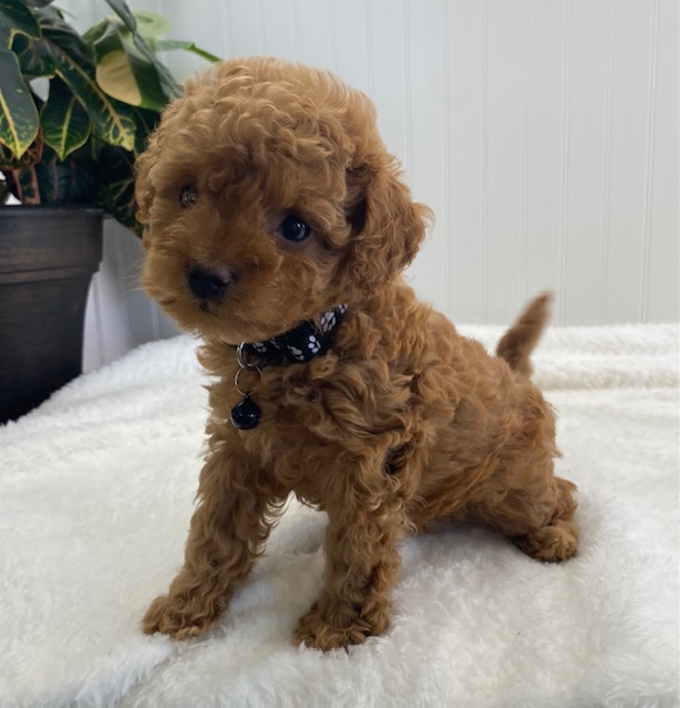 mini cavapoo