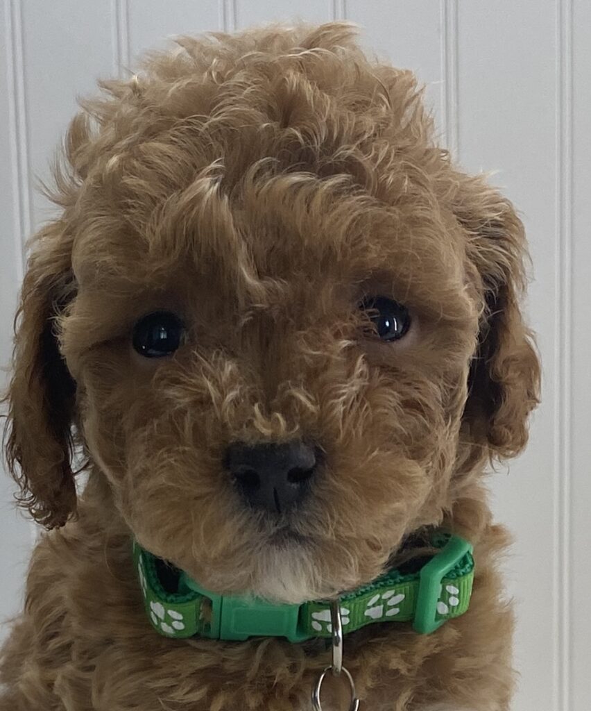 miniature cavapoo