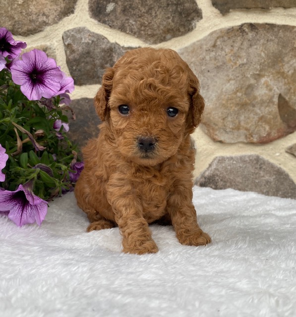 miniature cavapoo puppies
