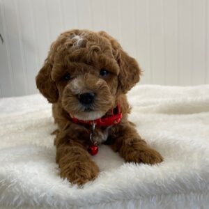 miniature toy poodle