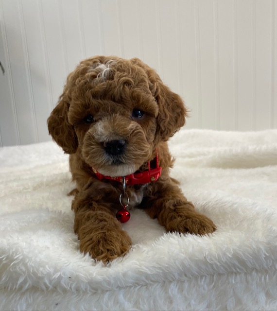 miniature toy poodle