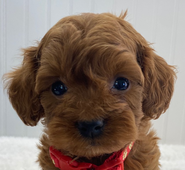 red cavapoo puppies