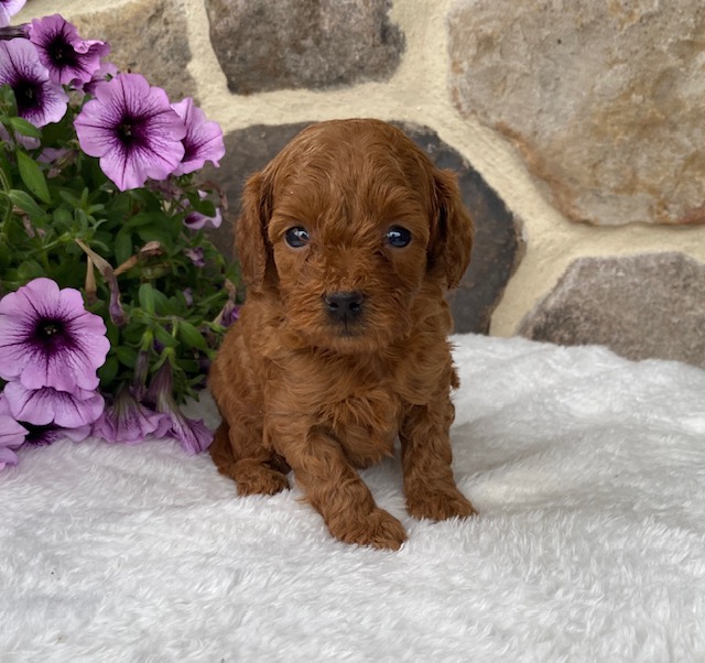 red cavapoo puppies
