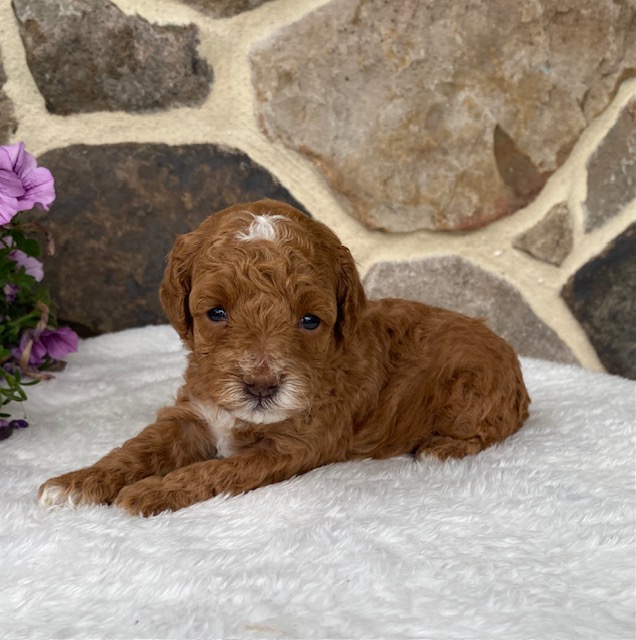 red toy poodle puppies