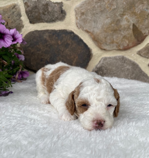 toy parti poodle