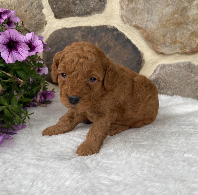 toy poodle breeders