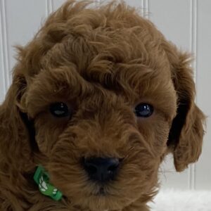 toy poodle for sale