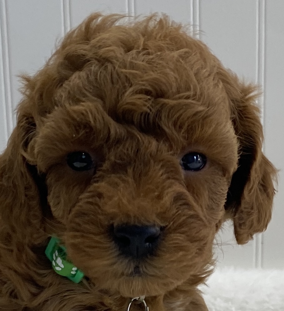 toy poodle for sale