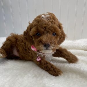toy poodle puppies for sale