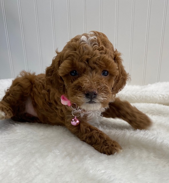 toy poodle puppies for sale