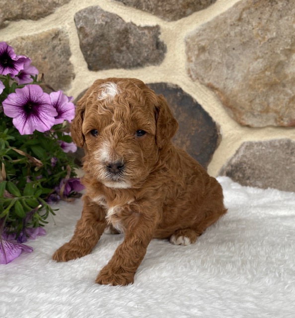 toy poodle red