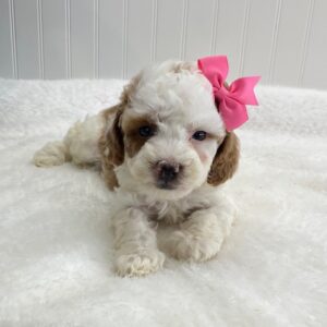 toy poodles for sale