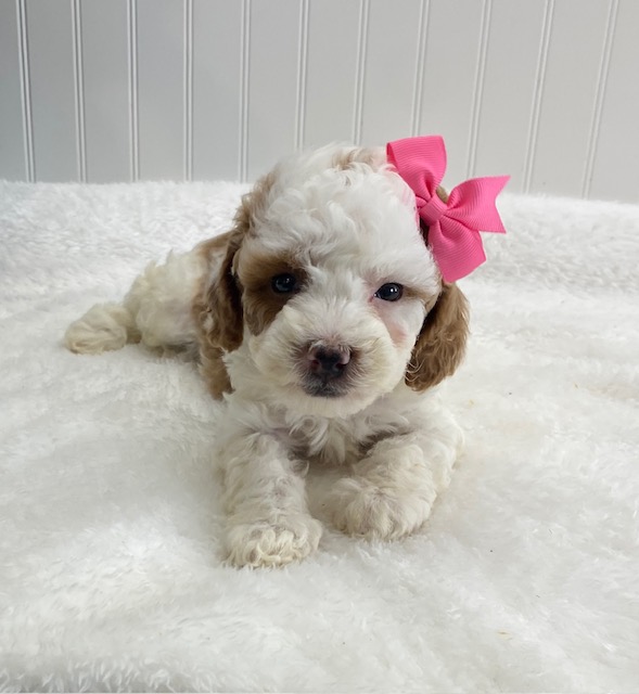 toy poodles for sale
