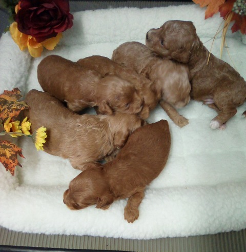 waitlist cavapoo puppies