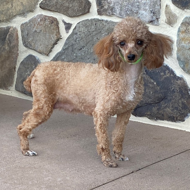Adult Toy Poodle Delia