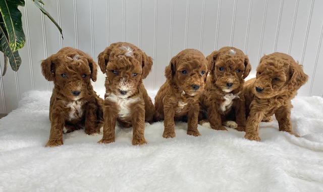 Mini Poodles For Sale