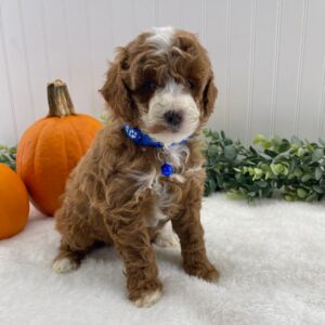 miniature poodle for sale