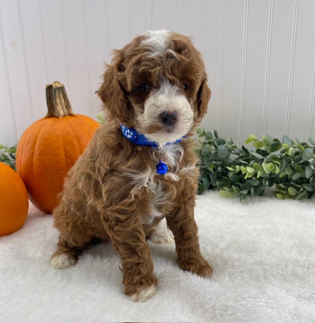miniature poodle for sale