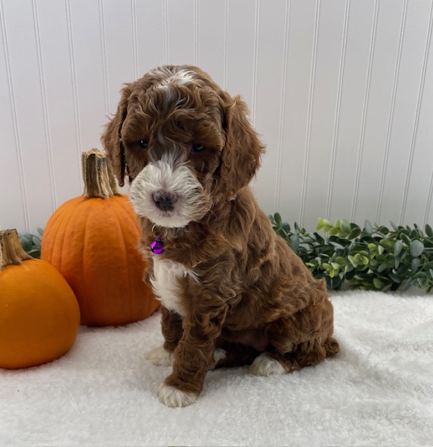 miniature poodle puppies near me