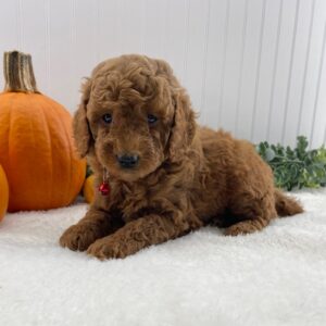 miniature poodles for adoption near me