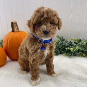 miniature poodles for sale
