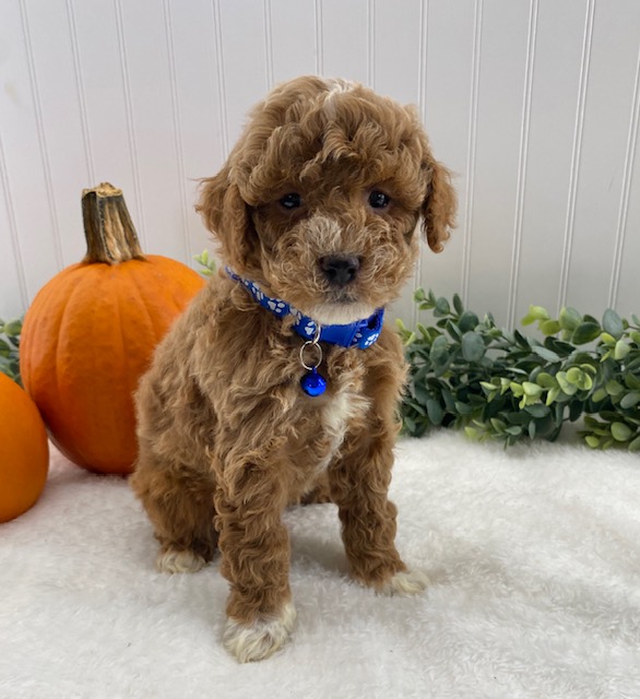 miniature poodles for sale