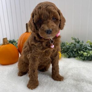 poodle miniature