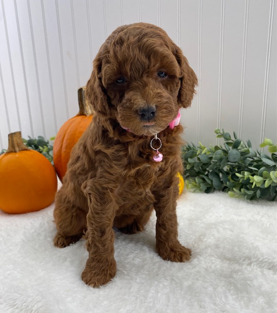 poodle miniature