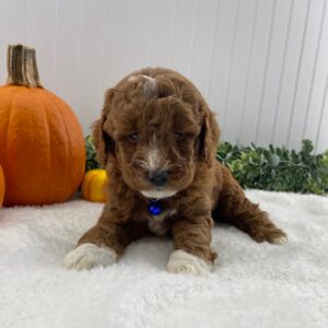 red miniature poodle