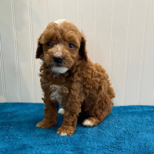 red toy poodle for sale near me