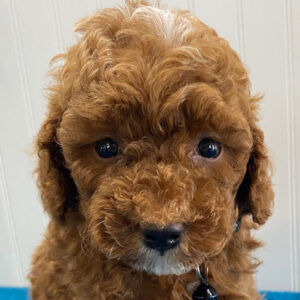 toy poodle breeders