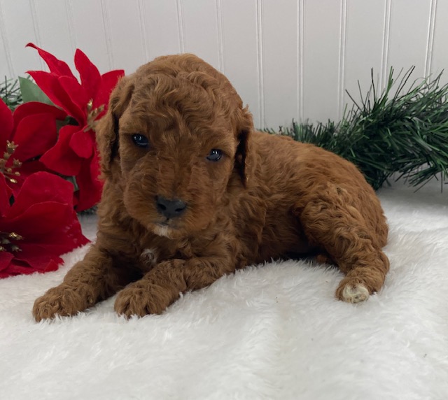 cavapoo f1b puppies for sale