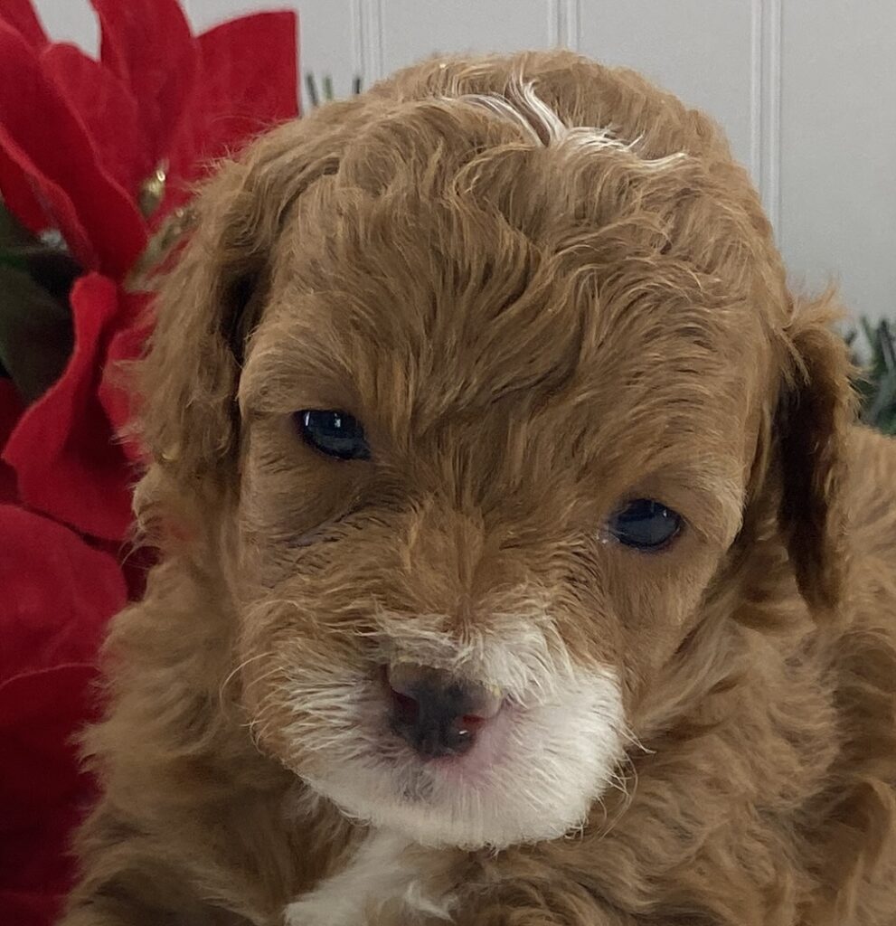 cavapoo puppies for adoption