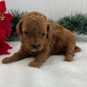 cavapoo puppies near me