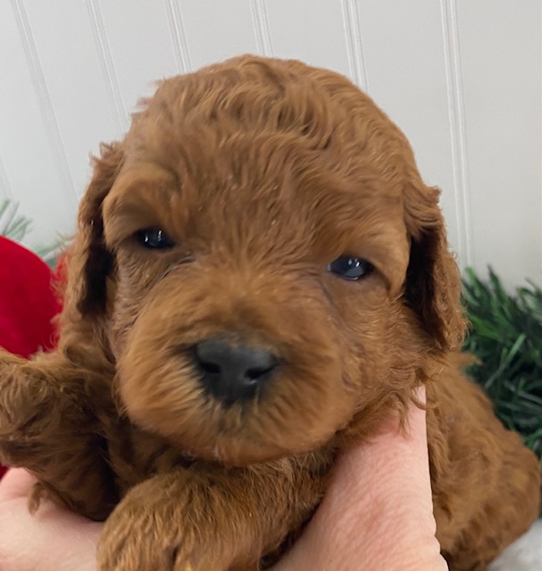 cavapoo puppies near me for sale