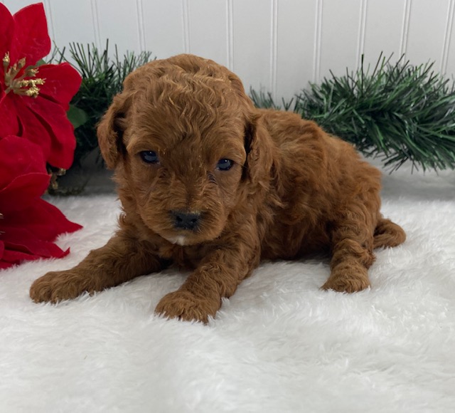 cavapoo puppies near me