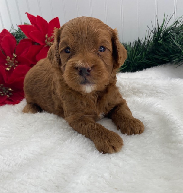 cavapoo puppies