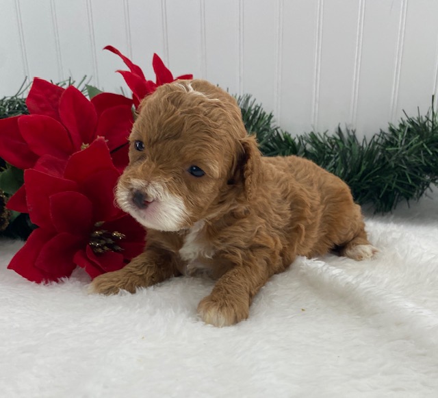 cavapoo puppy breeders