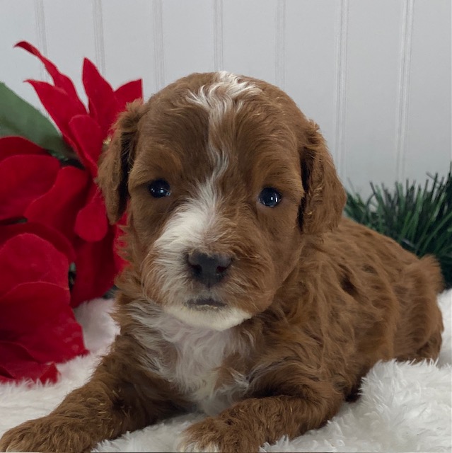 cavapoo puppy for sale near me
