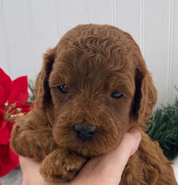 pictures of cavapoo puppies