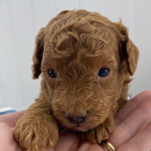 puppies for sale toy poodles