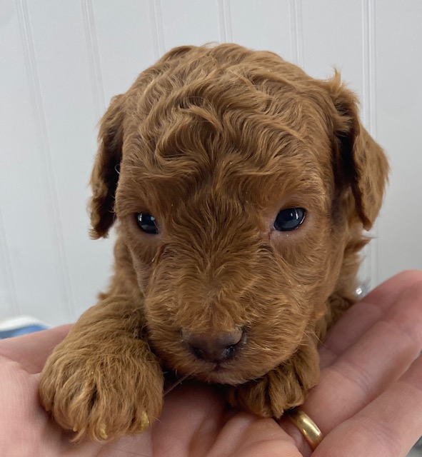 puppies for sale toy poodles