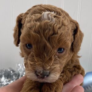 toy poodle puppies for adoption near me