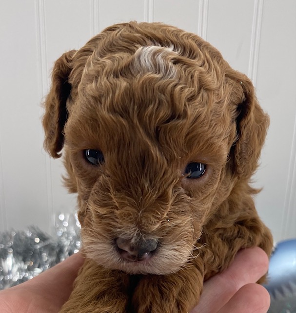 toy poodle puppies for adoption near me